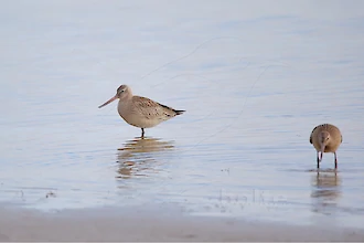 Pfuhlschnepfe (Limosa lapponica)