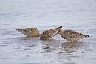 Pfuhlschnepfe (Limosa lapponica)