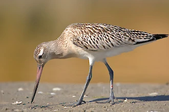 Pfuhlschnepfe (Limosa lapponica)