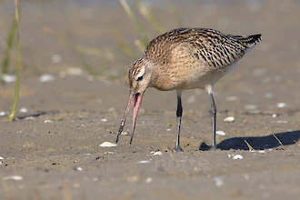 Pfuhlschnepfe (Limosa lapponica)