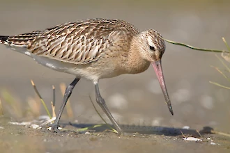 Pfuhlschnepfe (Limosa lapponica)