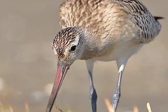 Pfuhlschnepfe (Limosa lapponica)