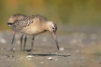 Pfuhlschnepfe (Limosa lapponica)