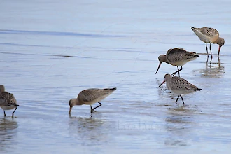 Pfuhlschnepfe (Limosa lapponica)