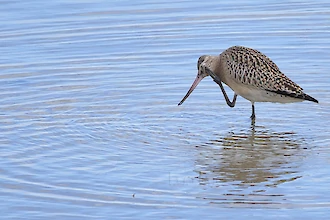Pfuhlschnepfe (Limosa lapponica)