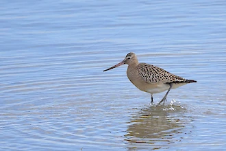 Pfuhlschnepfe (Limosa lapponica)