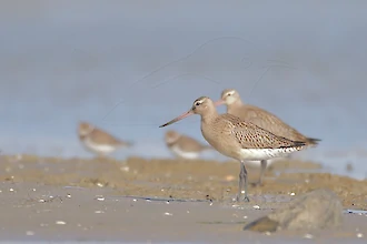 Pfuhlschnepfe (Limosa lapponica)