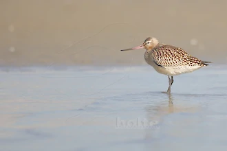Pfuhlschnepfe (Limosa lapponica)