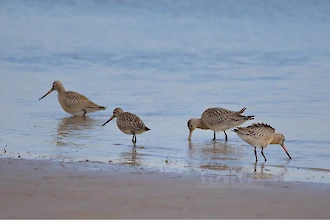 Pfuhlschnepfe (Limosa lapponica)