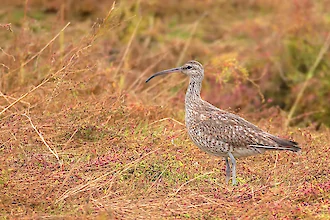 Regenbrachvogel (Numenius phaeopus)