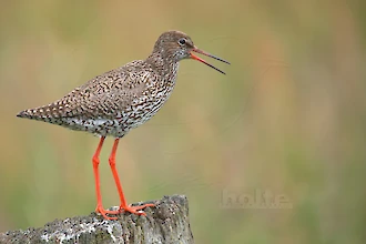 Rotschenkel (Tringa totanus)