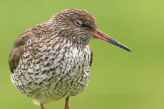 Rotschenkel (Tringa totanus)