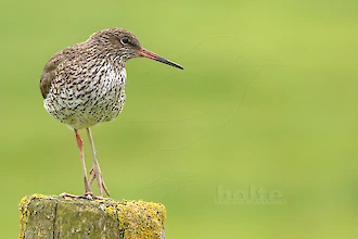 Rotschenkel (Tringa totanus)