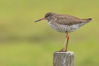 Rotschenkel (Tringa totanus)