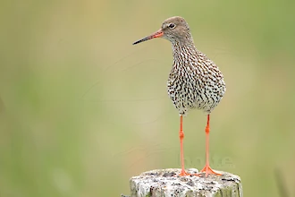 Rotschenkel (Tringa totanus)