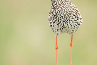 Rotschenkel (Tringa totanus)