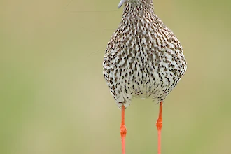 Rotschenkel (Tringa totanus)