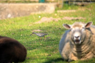 Rotschenkel (Tringa totanus)