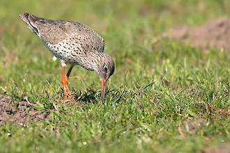 Rotschenkel (Tringa totanus)