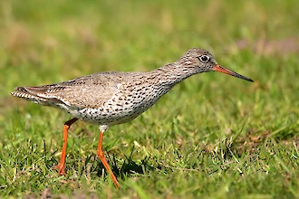 Rotschenkel (Tringa totanus)