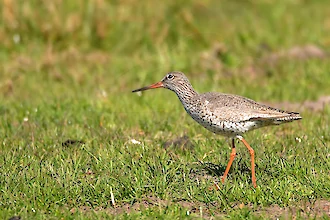 Rotschenkel (Tringa totanus)