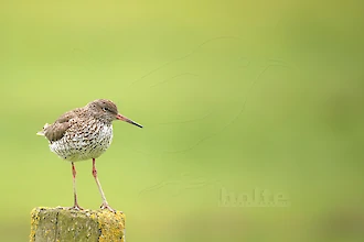 Rotschenkel (Tringa totanus)