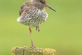 Rotschenkel (Tringa totanus)