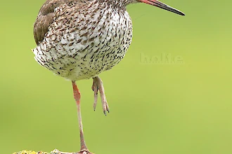 Rotschenkel (Tringa totanus)