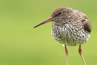 Rotschenkel (Tringa totanus)