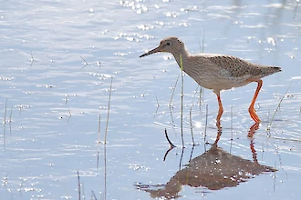 Rotschenkel (Tringa totanus)