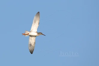 Rotschenkel (Tringa totanus)