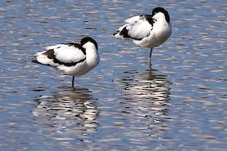 Saebelschnaebler (Recurvirostra arvosetta)