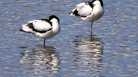 Saebelschnaebler (Recurvirostra arvosetta)