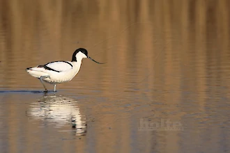 Saebelschnaebler (Recurvirostra arvosetta)