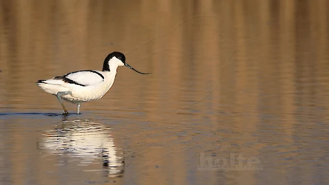 Saebelschnaebler (Recurvirostra arvosetta)