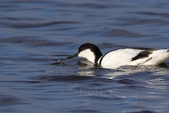 Saebelschnaebler (Recurvirostra arvosetta)