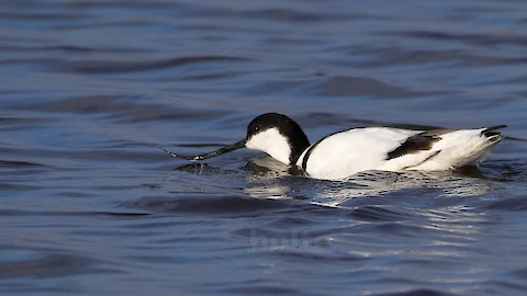Saebelschnaebler (Recurvirostra arvosetta)