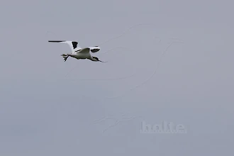 Saebelschnaebler (Recurvirostra arvosetta)