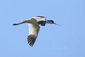 S&auml;belschn&auml;bler (Recurvirostra avosetta)