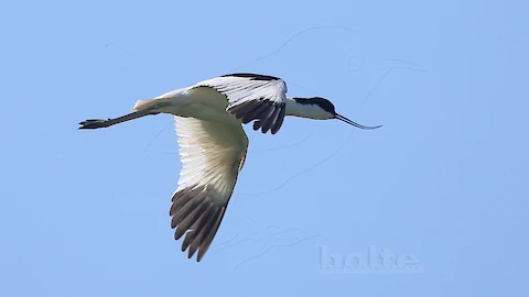 S&auml;belschn&auml;bler (Recurvirostra avosetta)