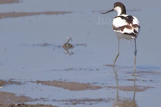 Säbelschnäbler (Recurvirostra avosetta)