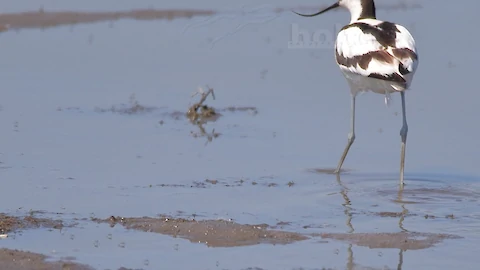 Säbelschnäbler (Recurvirostra avosetta)