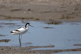 Säbelschnäbler (Recurvirostra avosetta)
