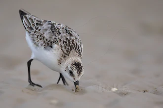 Sanderling (Calidris alba)