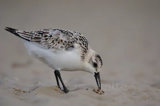Sanderling (Calidris alba)