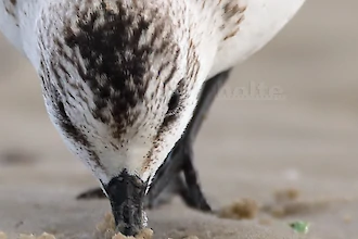 Sanderling (Calidris alba)