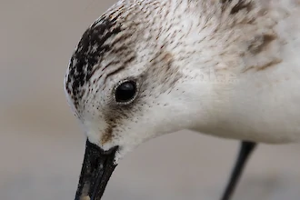 Sanderling (Calidris alba)