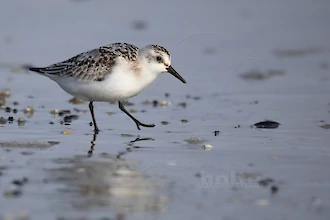 Sanderling (Calidris alba)