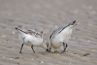 Sanderling (Calidris alba)