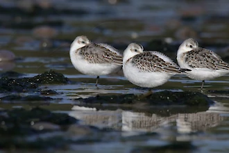 Sanderling (Calidris alba)